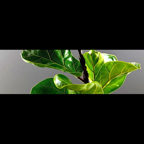 Meet your Posher, BetweenTwoFigs - Picture 1 of 1